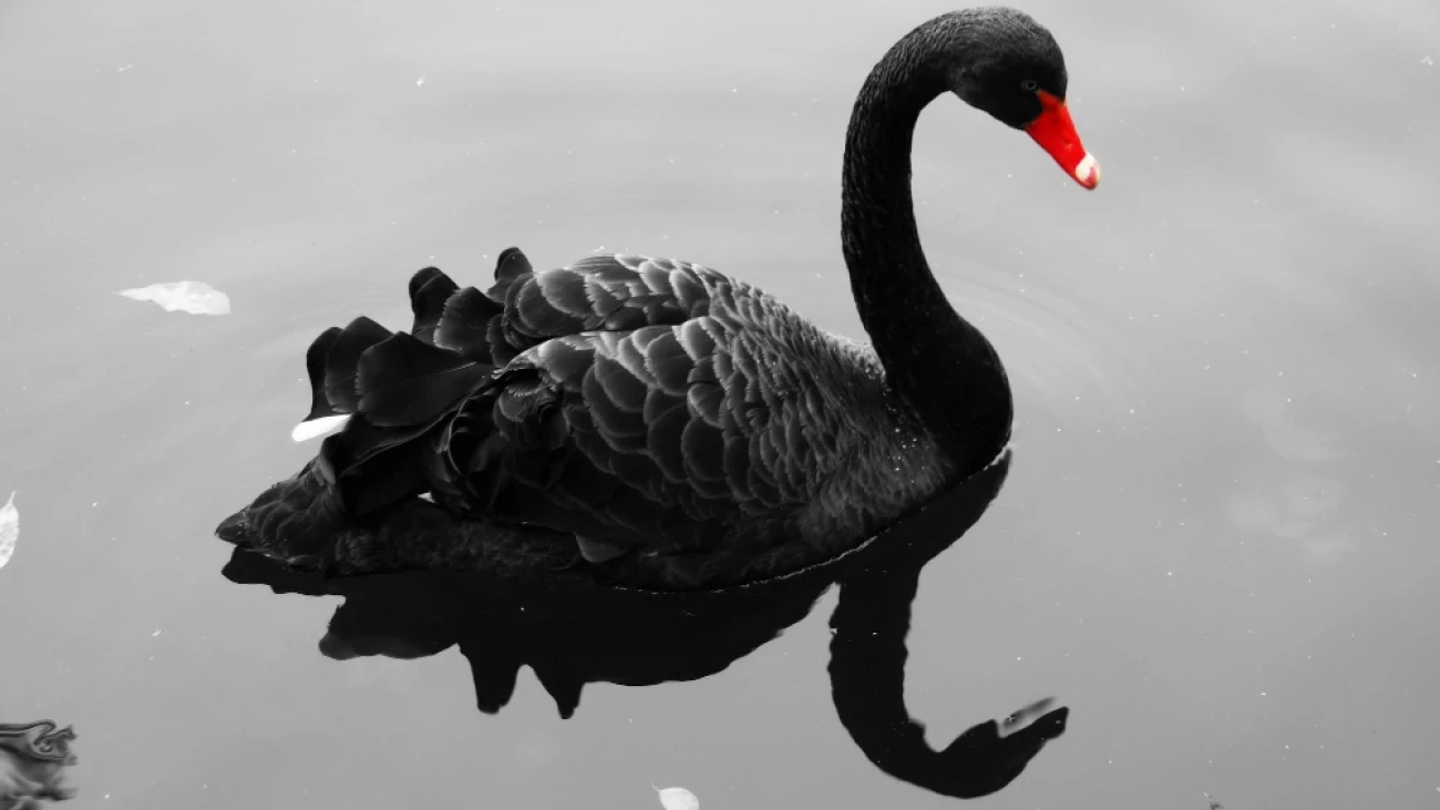 blackSwan