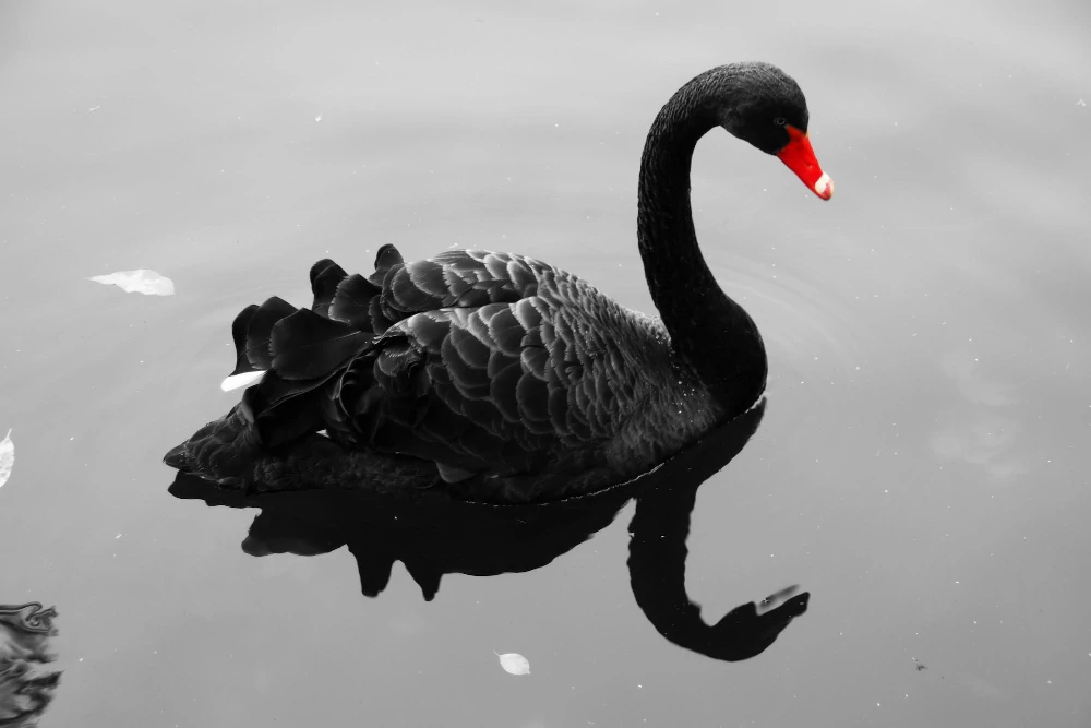 blackSwan